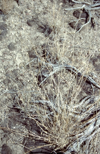 Elko rockcress (Boechera falcifructa)