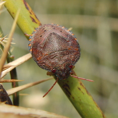 Solenosthedium bilunatum