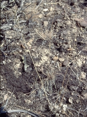 Boechera falcifructa