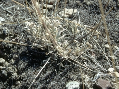 Boechera falcifructa