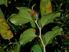 Schoepfia jasminodora, photograph (c) Jacy Chen, some rights reserved (CC BY)