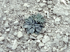 Oreocarya schoolcraftii