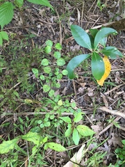 Coprosma tenuicaulis