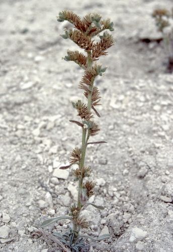 Schoolcraft's Cryptantha (Oreocarya schoolcraftii)