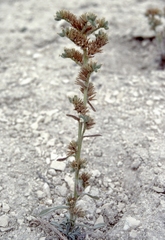 Oreocarya schoolcraftii