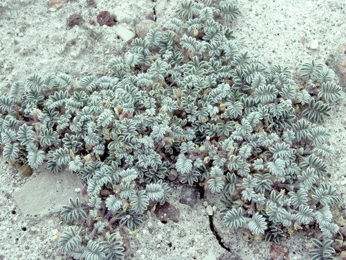 Tiehm's milkvetch (Astragalus tiehmii)
