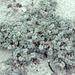 Astragalus tiehmii - Photo (c) Jim Morefield,  זכויות יוצרים חלקיות (CC BY), הועלה על ידי Jim Morefield