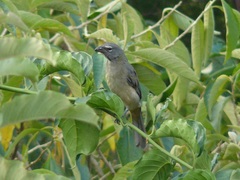 Saltator olivascens
