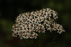 Ixodia achillaeoides