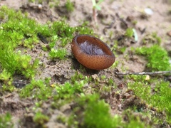 Plicaria endocarpoides