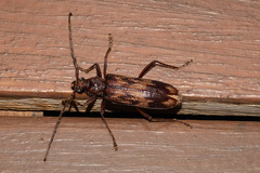 Phoracantha synonyma