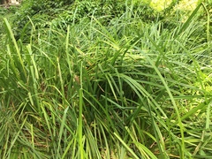 Carex geminata