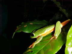 Agalychnis moreletii