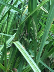 Carex geminata