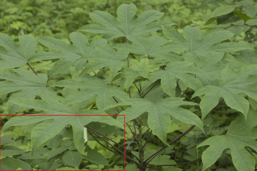 Carpinus cordata iNat (1)