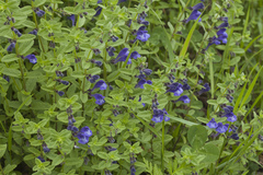 Scutellaria strigillosa