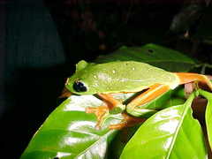 Agalychnis moreletii