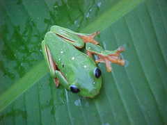 Agalychnis moreletii