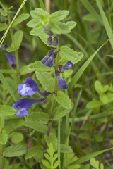 Scutellaria strigillosa