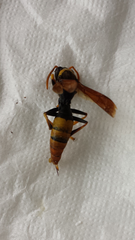 Polistes tepidus