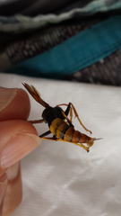Polistes tepidus