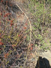 Sairocarpus multiflorus