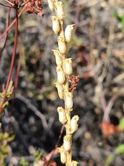 Sairocarpus multiflorus
