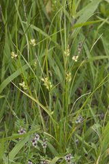 Carex scabrifolia