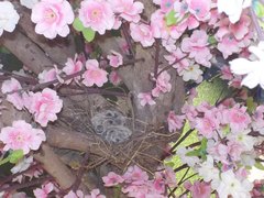 Streptopelia tranquebarica