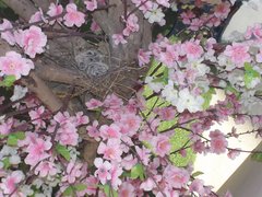 Streptopelia tranquebarica