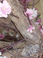 Streptopelia tranquebarica