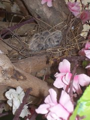 Streptopelia tranquebarica