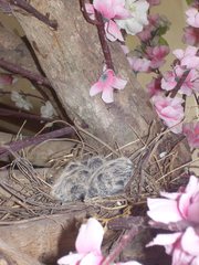 Streptopelia tranquebarica