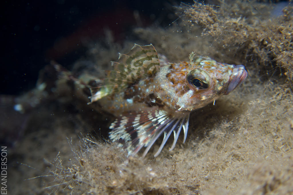 Thornback sculpin (Paricelinus hopliticus) — Cottidae