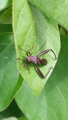 Riptortus serripes