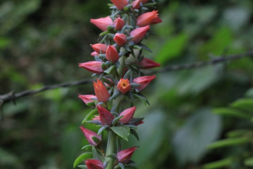 Image of Echeveria australis by no rights reserved