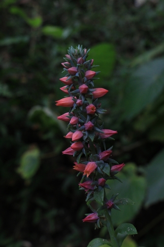 Echeveria australis