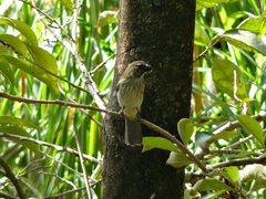 Saltator striatipectus