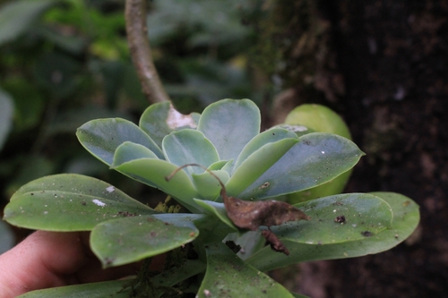Echeveria australis