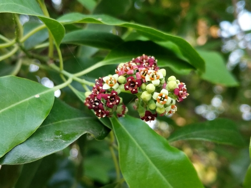 Santalum album