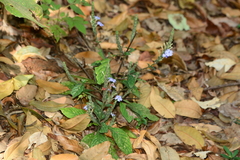Eranthemum roseum