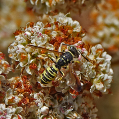 Eucerceris provancheri