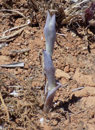Representative image of Thapsia gymnesica