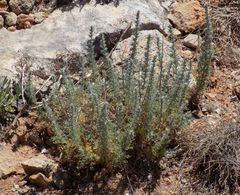 Artemisia caerulescens gallica