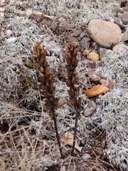 Pedicularis sibthorpii