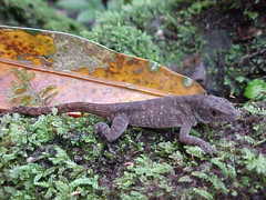 Anolis anisolepis