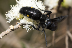 Laeviscolia frontalis