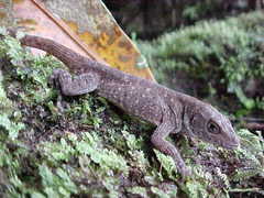 Anolis anisolepis