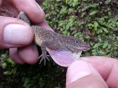 Anolis anisolepis