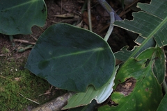 Peperomia maculosa image